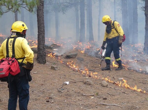 Que Espanya tingui més superfície forestal arbrada que fa 100 anys no vol dir que els ecosistemes estiguin més sans