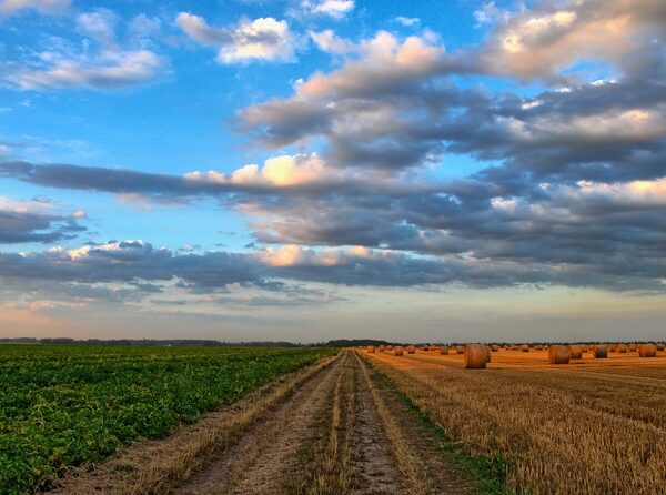 ¿Es verdad que después de los incendios salen nuevos campos de cultivo?