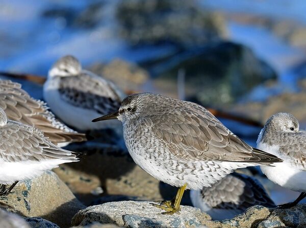 La gripe aviar se ha extendido sin precedentes entre aves pero los contagios en humanos son puntuales