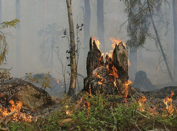 El cambio climático influye en los incendios forestales, aunque no es el único factor responsable