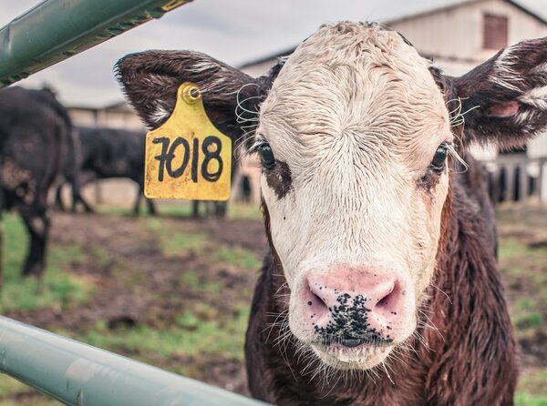 La ramaderia espanyola compleix la normativa europea, però no redueix les emissions de GEH des de fa més d’una dècada