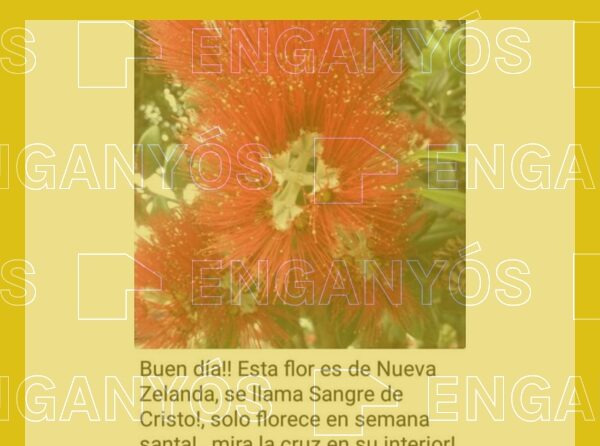 La flor coneguda com a “Sang de Crist” existeix fora de Nova Zelanda i floreix diverses vegades l’any