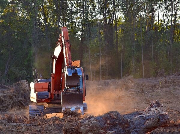 Que aumenten los bosques no significa que no exista la deforestación